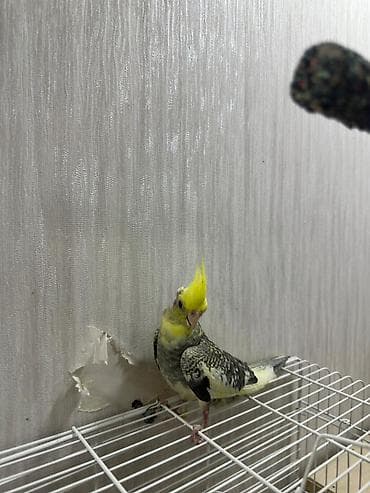 korella satışı: 2 aylıq çox şirin və sağlam Korella papuqay balası satılır. 🐦 Yeni — 4