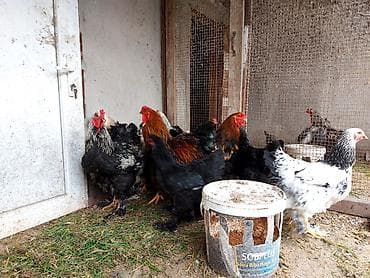 xoruz gence: Brahma cins toyuqlar və xoruzlar 2 - Növ: Brahma (iri bədənli, lələkli — 3