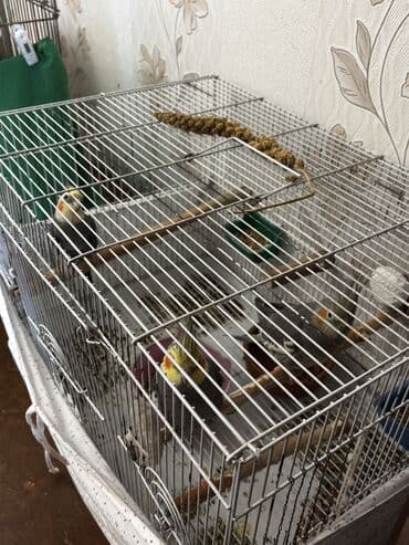 Попугаи: Karella Əsil cütə düşən vaxtlarıdı 2 erkək 1 dişi di 3 də ələ — 4