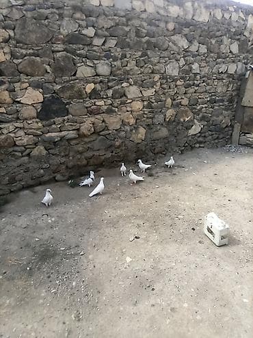 qızıl quş: 7qus 40bal gel apar tergipme — 2