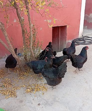 K/t heyvanları və malları: Toyuq, Australorp, Damazlıq — 8