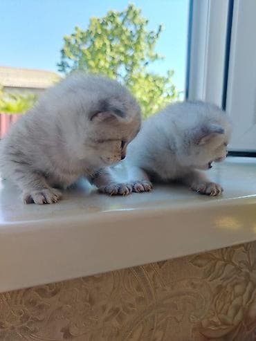 baliq akvarium satisi: Şinşilla, Erkək, Yaxşı əllərə, Ödənişli çatdırılma — 3