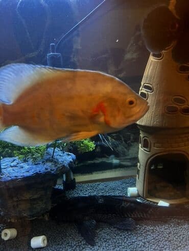 попугай ара: Астронотус — 3