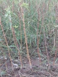 böyürtkən və moruq: Məhsul: Meyvə ağacı tingləri və həmişəyaşıl dekorativ iynəyarpaq — 13