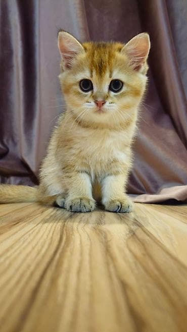 Кошки: Золотая шиншилла, Самец, В добрые руки, Самовывоз — 2