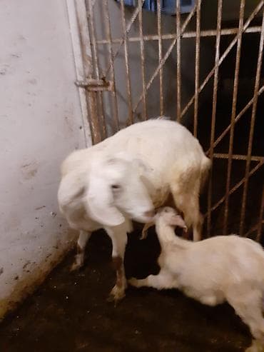 kişi keçə şap şapları: Sənan və alpin keçilərinin qarışığı. Südlük və ətlik keçilər. Balası — 4