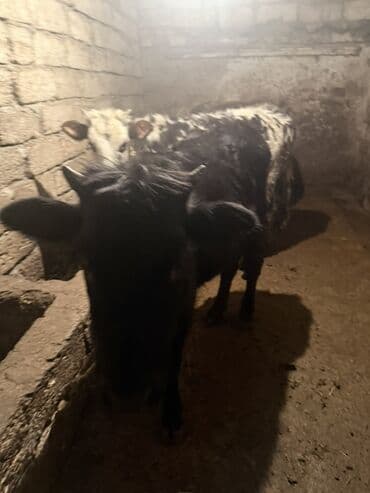 Gəmiricilər: Məhsul: Mal-qara – iki baş düyə Təsvir: - Şəkillərdə ağ-qara ləkəli — 4