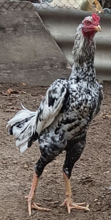 sultan xoruzu: Mayalı Pileymut Heyratl yumurtaları biri 2 manata catdırılma yoxdur — 1