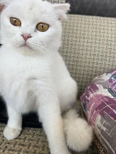 ördək növləri: ….Salam 1 yaş 4 aylıqdır dişidir ev şəraitində saxlanılıb … esger — 6