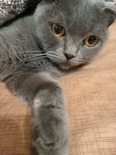 Akvariumlar: Şotland yastı qulaq, Dişi — 1