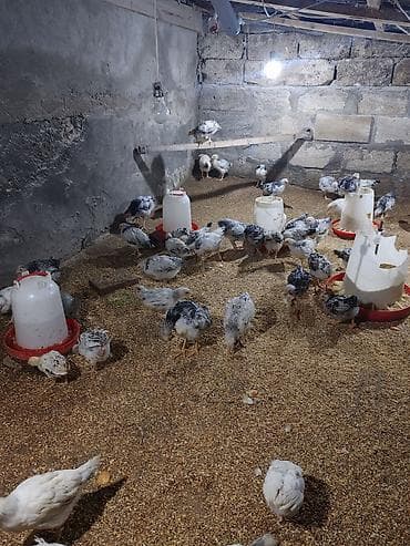 yumurtalik toyuqlar: Təcili Satılır Serebris F6 colpaları 125 ədəd Colpa irili xırdalı 2 ay — 4