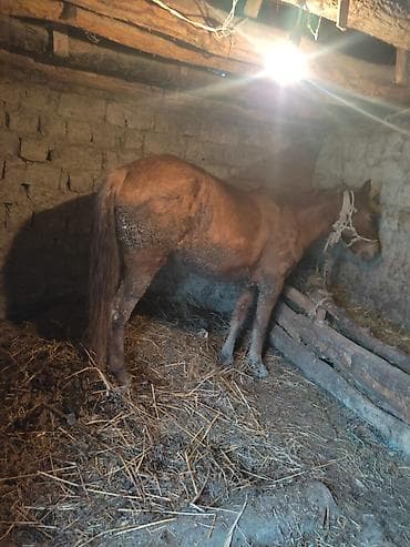 Təcili satlır at araba biryerdə münasib qiymətə riyal alcya endirim