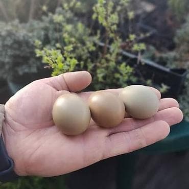 gurcu xengeli sifarisi: Məhsul: (Qirqovul) Tam mayali qirqovul yumurtalari satiwda isteyenler — 1