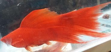 xacmazda satilan inekler: Meçenos balığı, Sülhsevər, Ünvandan götürmə, Ödənişli çatdırılma — 1