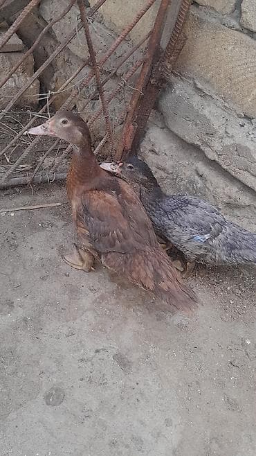 K/t heyvanları və malları: Muscovy ördəkləri (indo-ördək) – 2 ədəd cavan quş Xüsusiyyətlər: - — 2