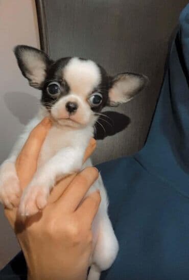 çoban itleri: Çixuahua, 2 ay, Erkek, Peyvəndli — 2