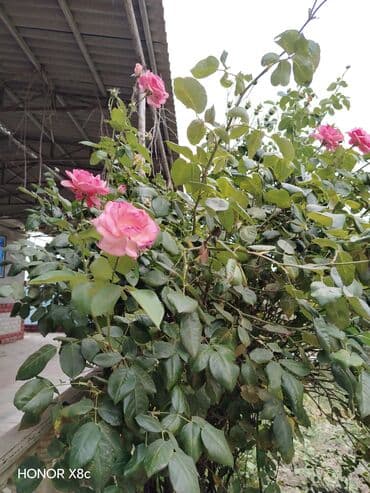 Manqallar, qrillər, barbekyu: Bak, Plastik, 50 l l, Ödənişli çatdırılma — 1