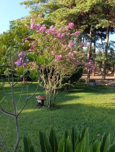 Tikinti ixtisasları: Bağban, 29 il, 6 ildən artıq təcrübə — 3