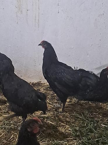 Təmiz qan avstrolop çolpalar satılır.Yalnız xoruzlar satılır çox — 4
