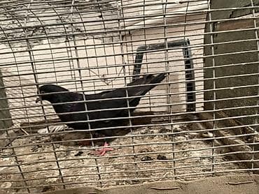 15tükdü enni quyruq - Növ: ev göyərçini - Rəng: tam qara, boyun