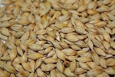 qara torpaq satılır: Arpa satılır. 200 ton var. Əlaqə üçün yalnız WhatsAppda yazın — 1