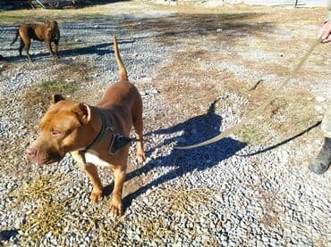 itlər pitbul: Pitbul — 7