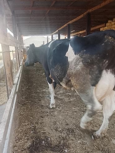 i̇nek: Dişi, Holsteyn, il: 5, Südlük — 4