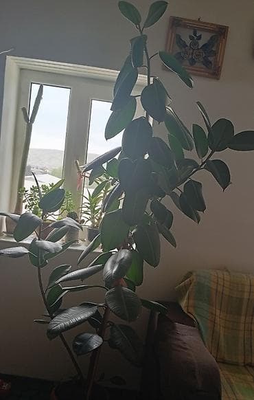 bitki guli: Böyük ölçülü otaq bitkisi – Ficus elastica (rezinli fikus) - Növ — 1