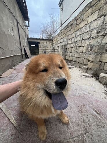 akita iti satilir: Çau-Çau, 1 il, Erkek — 4