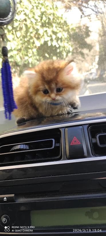 pisik cinsleri: Britan — 3