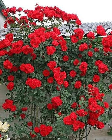 qizil gul toxumu: Dırmaşan qızılgül fidanları – tünd qırmızı/çəhrayı çoxçiçəkli sort — 5