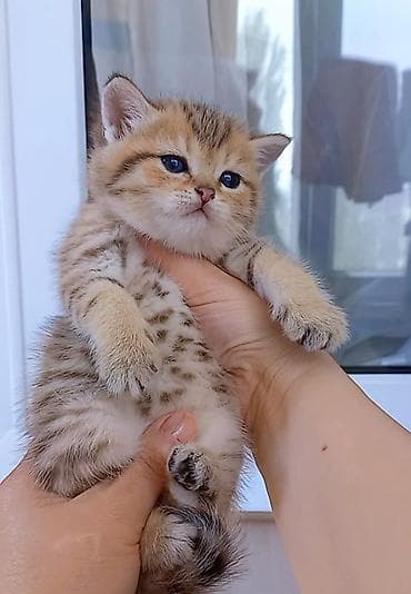 Britan, Erkək, Yaxşı əllərə, Ünvandan götürmə