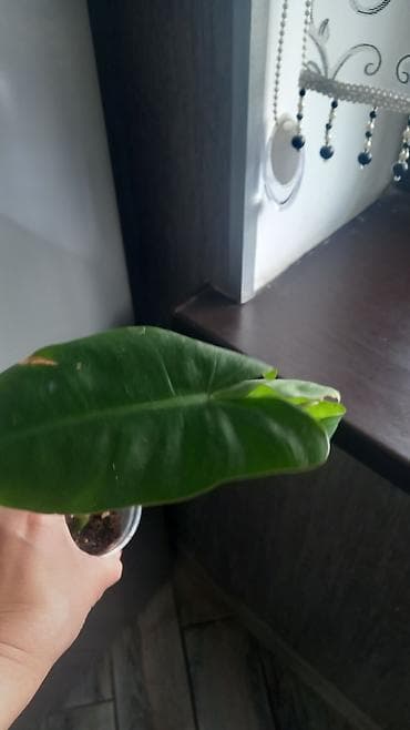 ev gülleri ve adlari: Otaq bitkiləri seti – müxtəlif nadir sortların şlam və balaca — 4