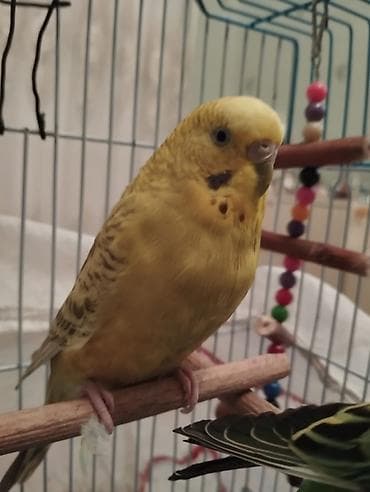 Akvarium aksessuar və ləvazimatları: Məhsul: Sarı rəngdə büdcərqar (dalmatin ləkəli yanaqlar) — 1