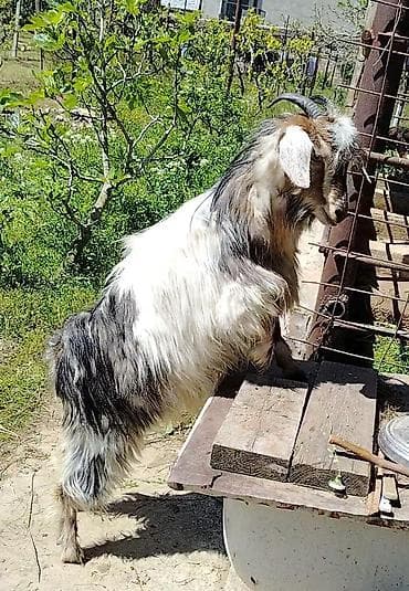 Dişi, il: 1, Südlük, Ünvandan götürmə