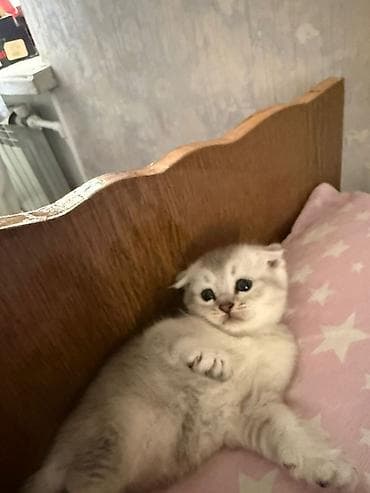 heyvanlar: Şotland yastı qulaq — 2