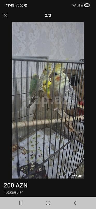 danışan korella: Tutuquşular – cox tecili satlir razilasmaq olar -cox tecili Qəfəsdə — 2