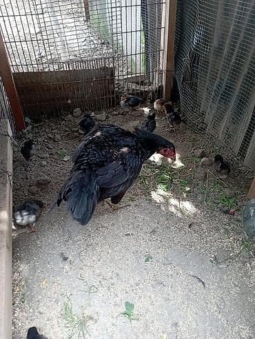 cins inekler: Aseel (Asil) cinsli toyuq və cücə sürüsü - Cins: Aseel (uzunboyun — 3