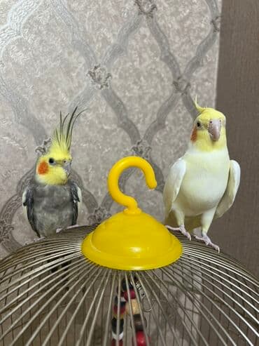 Gəmiricilər: 1 erkek 1 dişi 
Satılır!
Qefes ve yemi ile bir yerde 80 manat — 2