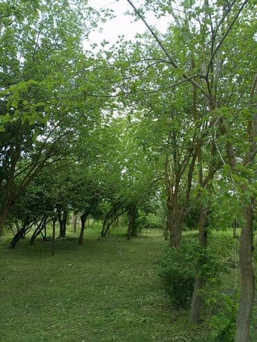 kirayə ev 3 otaq: Kürdəmir, 3000 kv. m, 2 otaqlı, Hovuzsuz, Qaz, İşıq, İnternet — 2