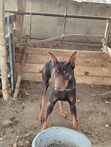 golden retriever satışı: Doberman, 2 il, Erkek, Ödənişli çatdırılma — 2