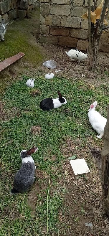 hind quşu baximi: Ev dovşanları – müxtəlif rənglərdə və ölçülərdə - Ağ, qara-ağ və — 2
