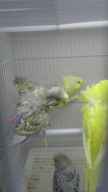 doberman balasi satilir: Yanaqsiz karellalar və yaponi̇clər satişdadi
yaponiclər cüt 80 azn — 3