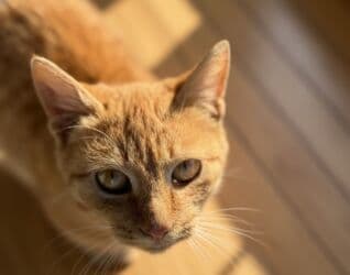 котенка в добрые руки: Самка, В добрые руки — 1