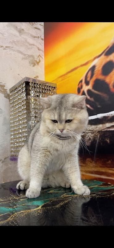 heyvanlar: Şinşilla, Erkək, Cütləşmə üçün — 6