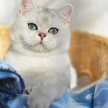 pulsuz pişik: Şotland — 5