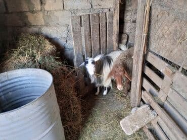 yerli cins inekler: 6 ayliq ivanofka ineyin balasi 1 yasli disi keci 1 qoca qoyun Hamisi — 5