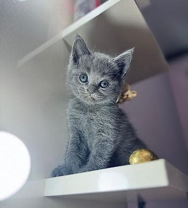 britaniya pişiyi: Britan — 2