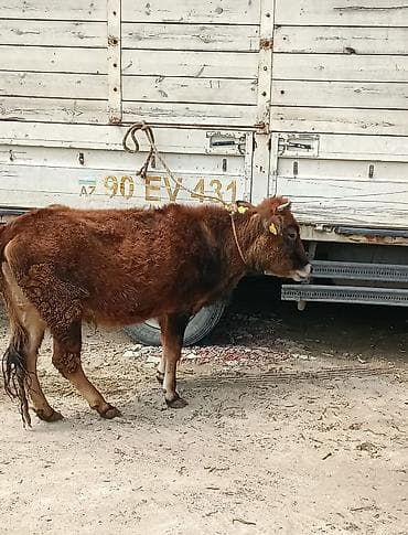 mal bazarı: Dana, buzov — 5