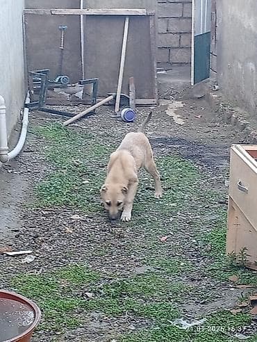 cins xoruz: Peyvəndli — 1